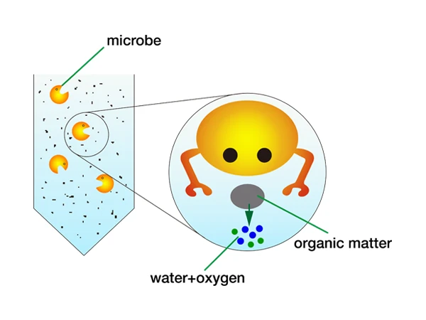 Microorganisms decompose organic matter into water and oxygen